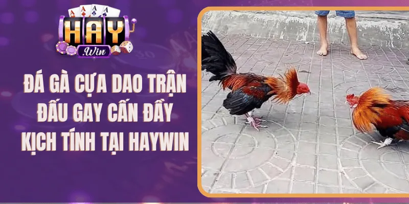 Đá Gà Cựa Dao Trận Đấu Gay Cấn Đầy Kịch Tính Tại Haywin
