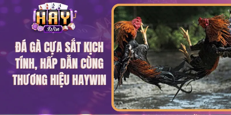 Đá Gà Cựa Sắt Kịch Tính, Hấp Dẫn Cùng Thương Hiệu Haywin